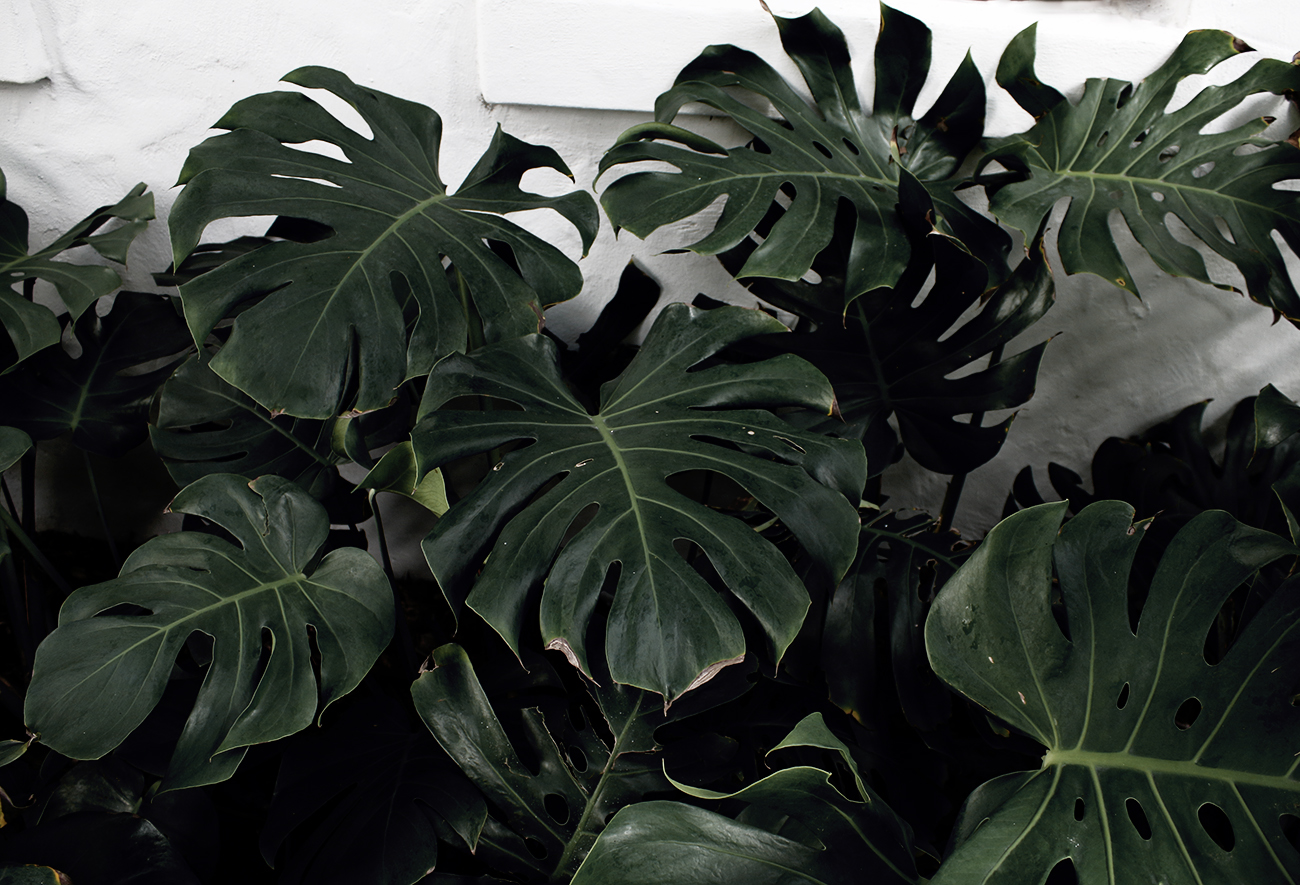 philodendron